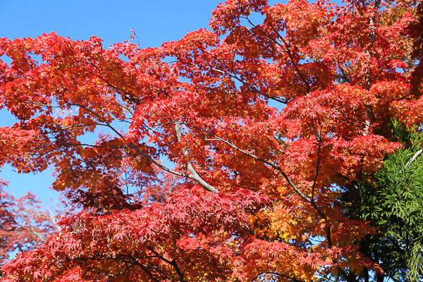 kyoto-autumn-052