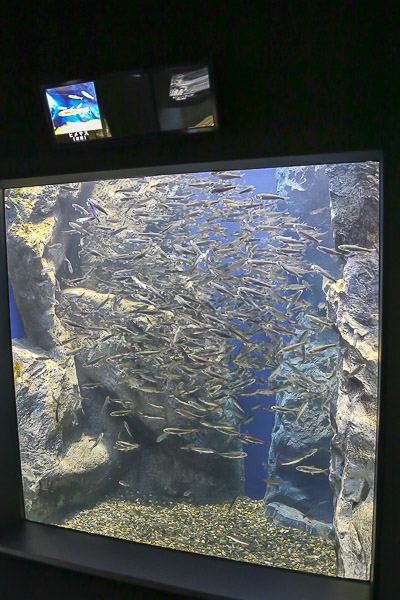 yama-aquarium-013