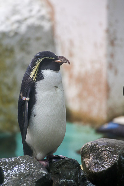adv-penguin-003